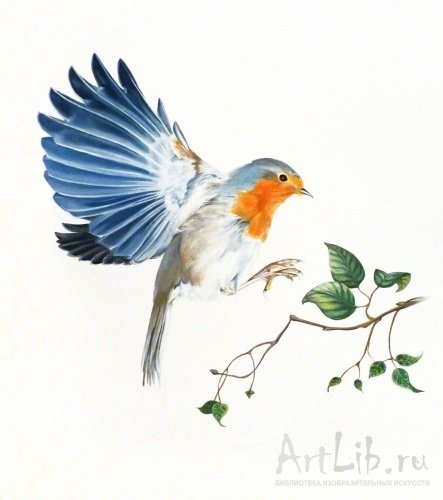 Птица иллюстрация