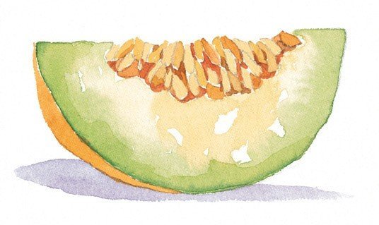 Дыня акварелью Андрияка