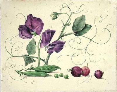 Цветок горошка душистого для гербария