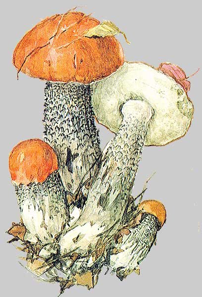 Грибы акварелью подосиновики