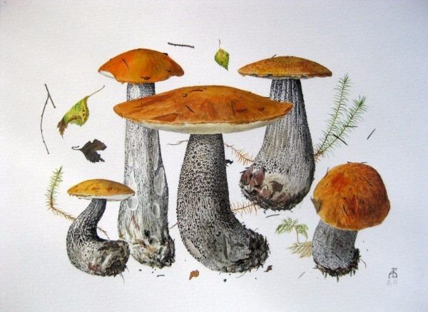 Александр Вязьменский художник белые грибы