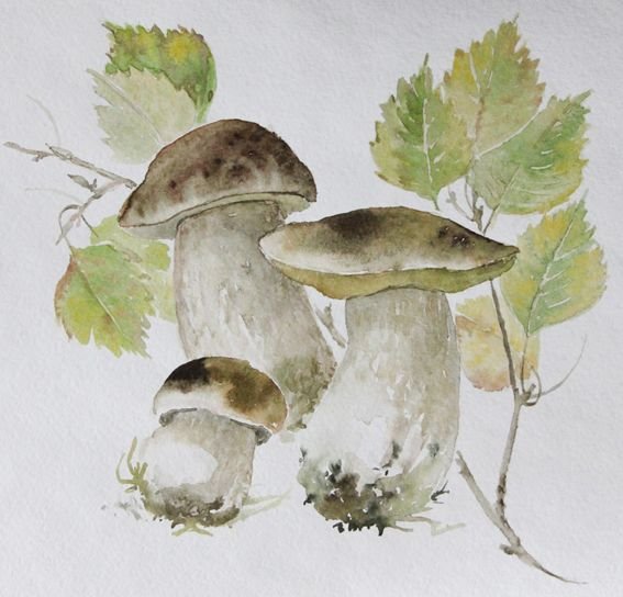 Белый гриб акварель