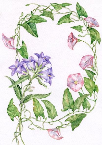 Вьюнок цветными карандашами