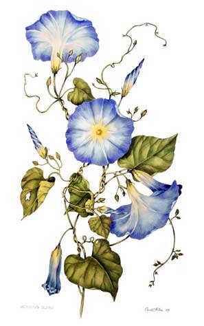 Художница Катарина Кляйн