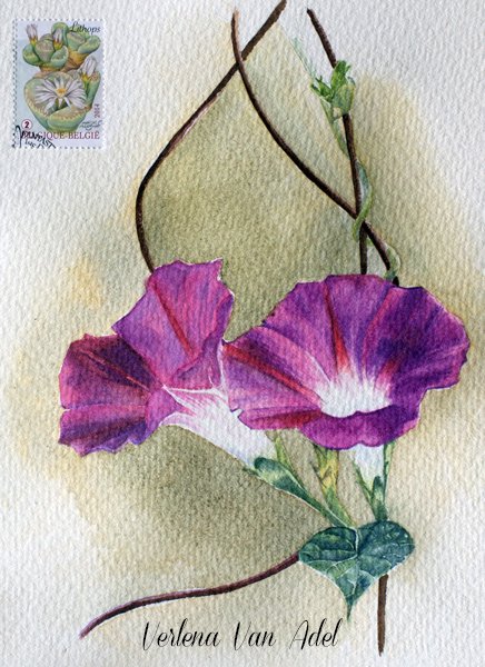 Ботаническая иллюстрация ипомея