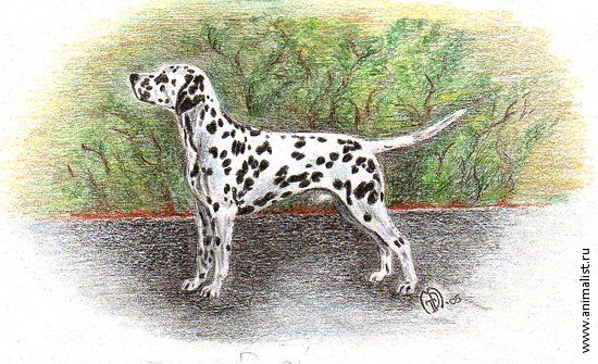 Собака акварель но далматинец