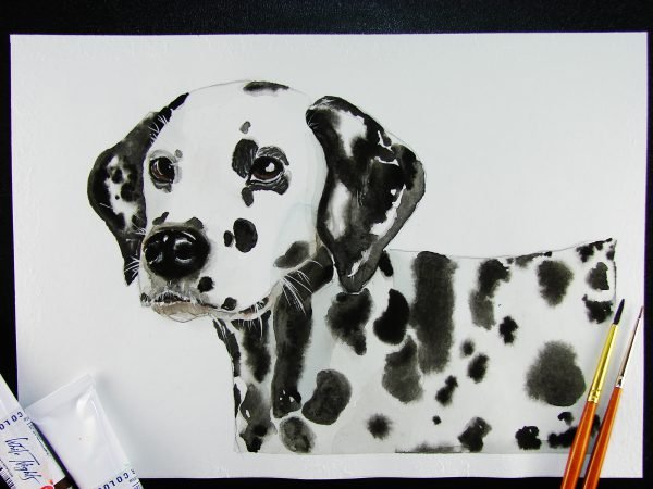 Далматинец эскиз