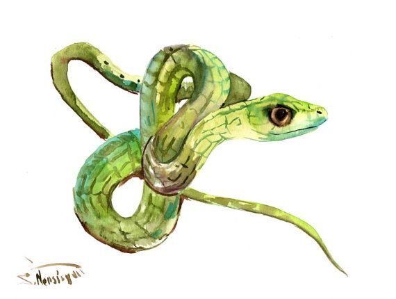Змея акварелью