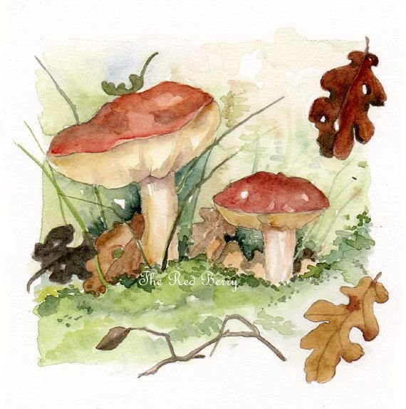 Грибы сыроежки акварелью