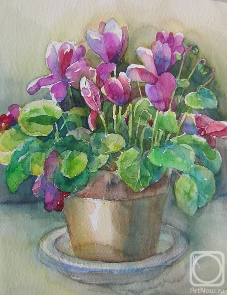 Цикламены Светланы Ягдаровой