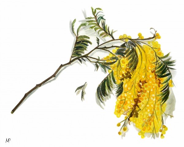 Ветка мимозы акварель