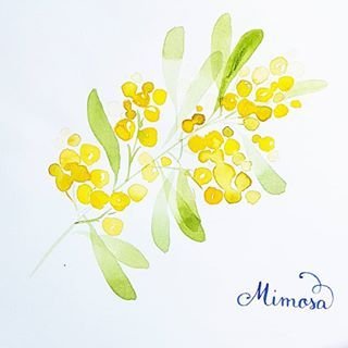 Мимоза акварель Mimosa