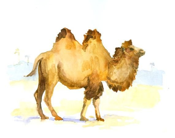 Верблюд иллюстрации акварель