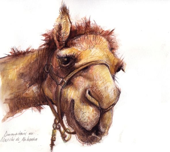 Верблюд акварелью