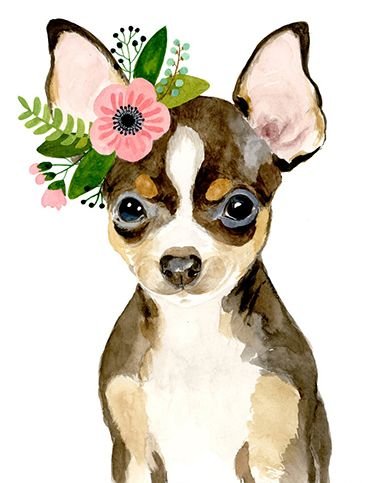 Чихуа акварель