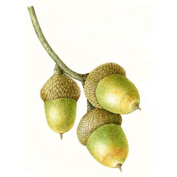 Желудь Ботаническая иллюстрация