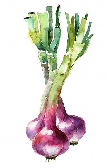 Лук репчатый акварель