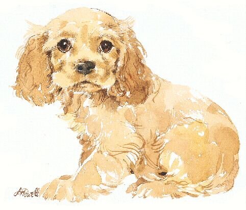 Спаниель спрингер арт