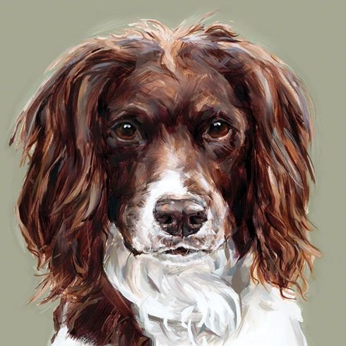 Рисунки акварелью спаниель (46 фото)