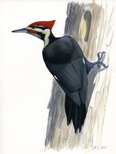 Зеленый дятел акварель