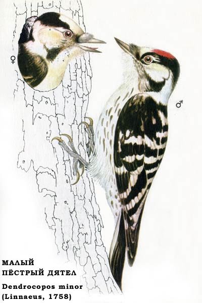 Дятел акварелью