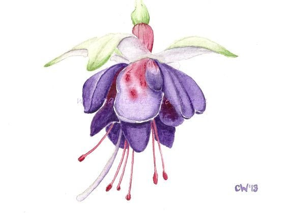 Фуксия нарисованная