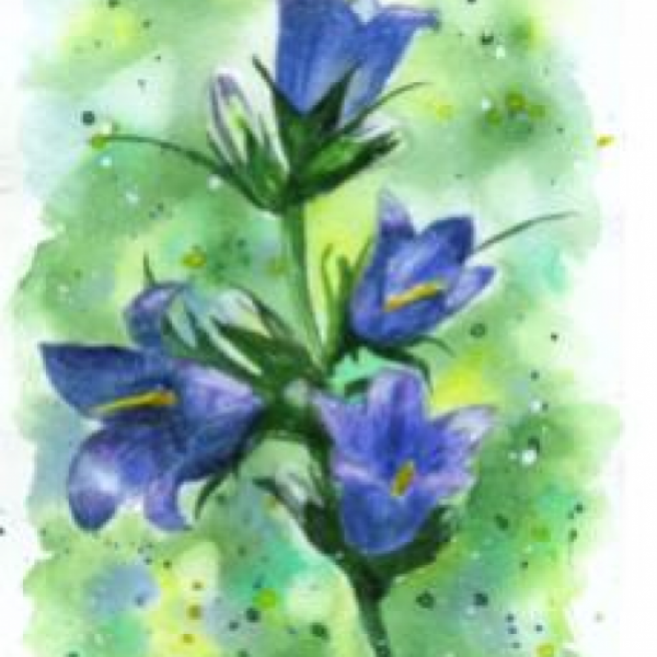 Колокольчики акварелью