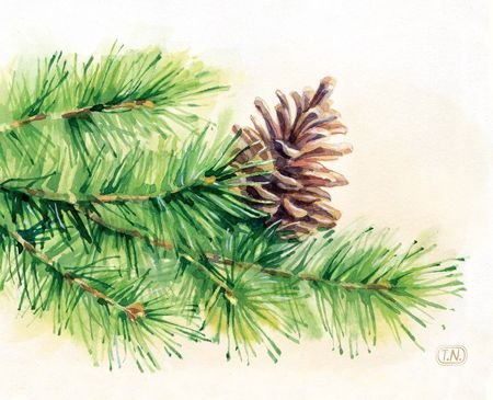 Еловая ветка акварель