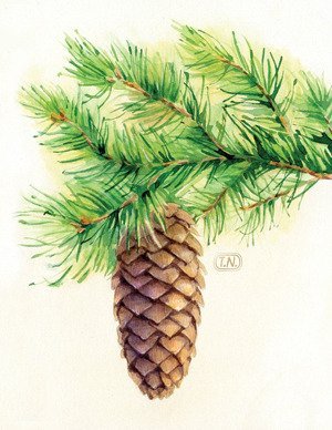 Ель цветными карандашами