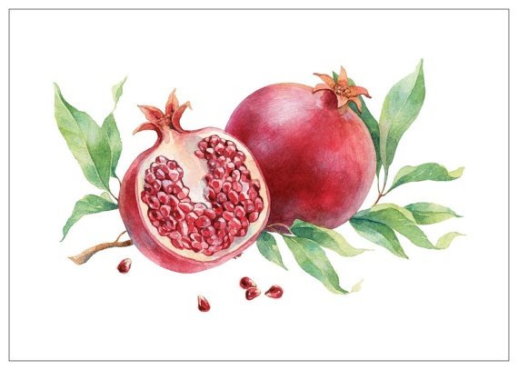 Гранат вектор акварель