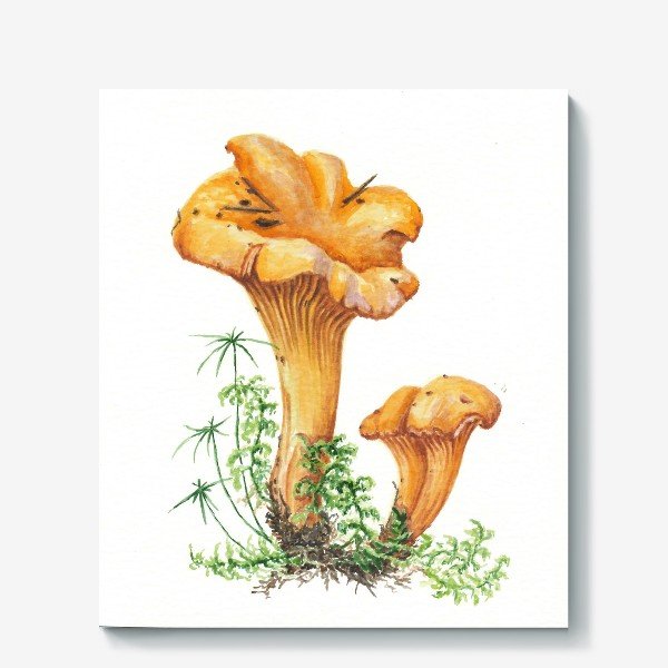 Лисички грибы Ботаническая живопись