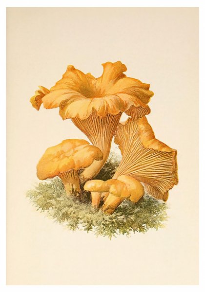 Лисички акварелью грибы