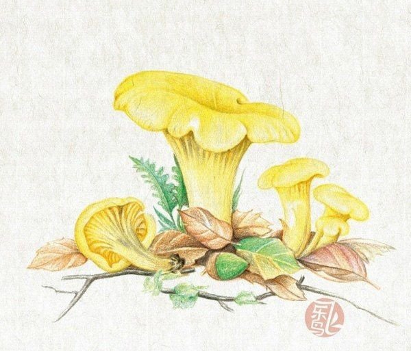 Лисички грибы Ботаническая живопись