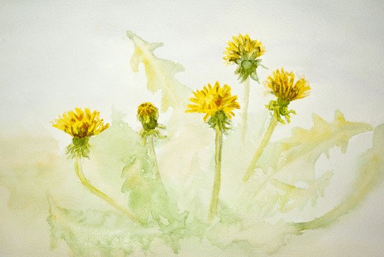 Борщевик акварель