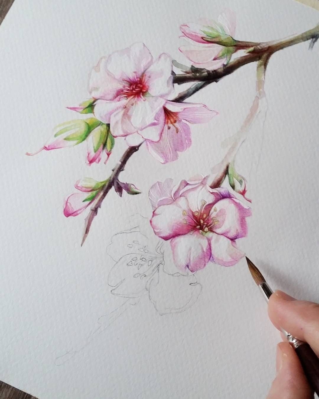 Нарисовать цветы сакуры