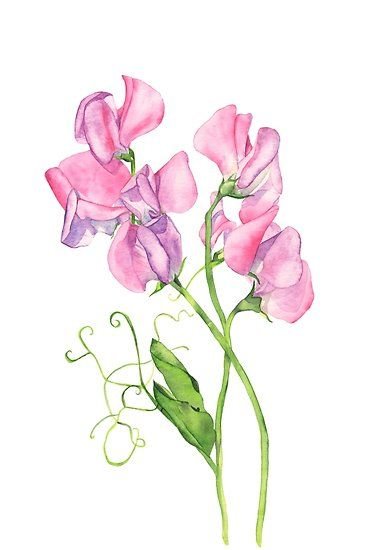 Душистый горошек акварель