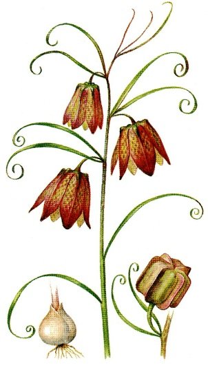 Рябчики Королевские акварель