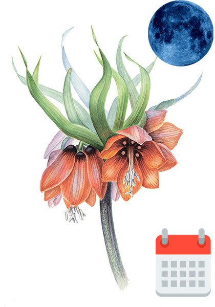 Ботаника Императорские рябчики