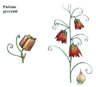 Рябчик шахматный плод