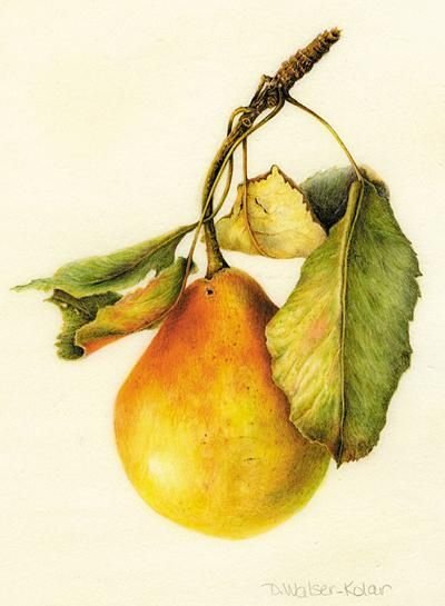 Груша цветными карандашами