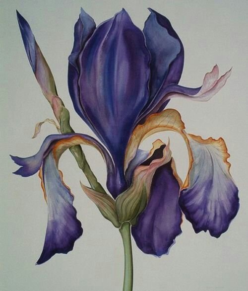 Ирисы живопись Скрипченко