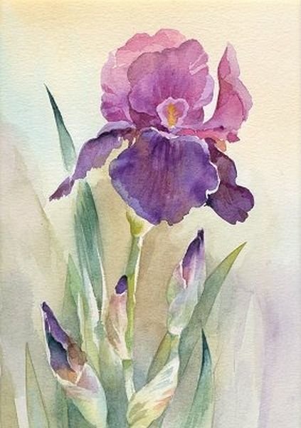 Вера Кавура ирисы