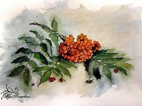 Ветка рябины