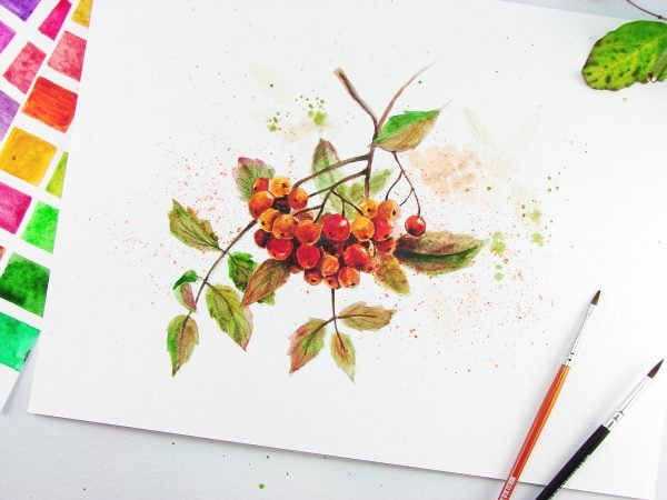 Рябина обыкновенная Фармакогнозия