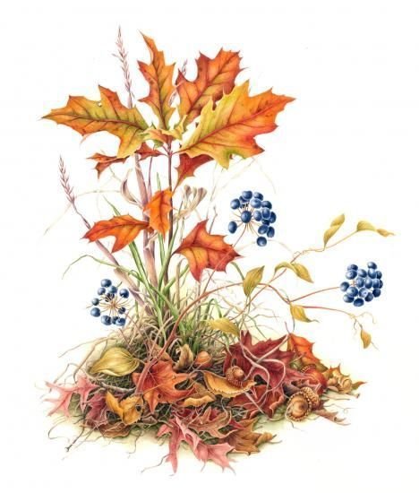 Ботаническая иллюстрация осенние цветы