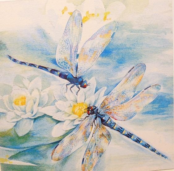 Стрекоза рисунок акварелью (50 фото)