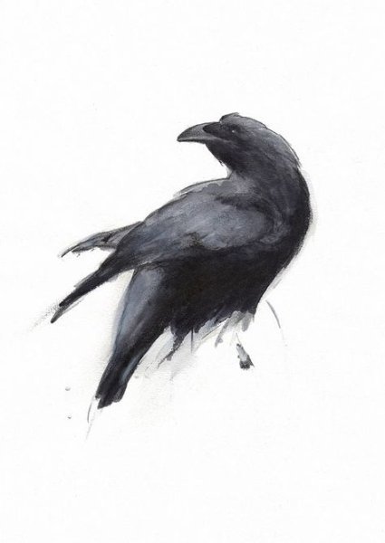 Черный ворон акварель
