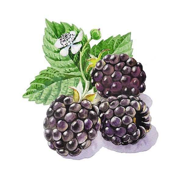 Ежевика иллюстрация