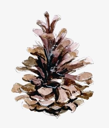 Шишка акварелью