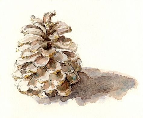 Этюд шишки акварелью
